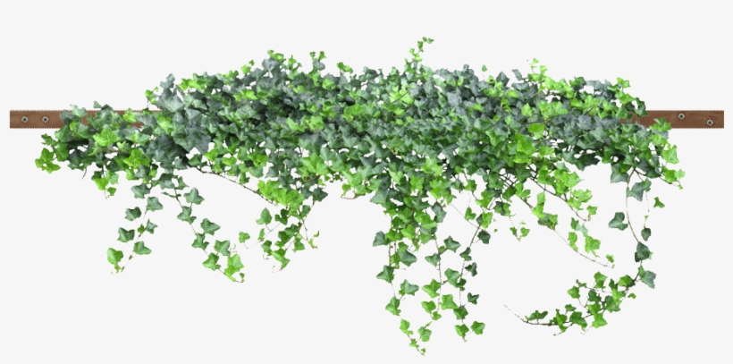 Visit - Enredadera Png, transparent png #2977471
