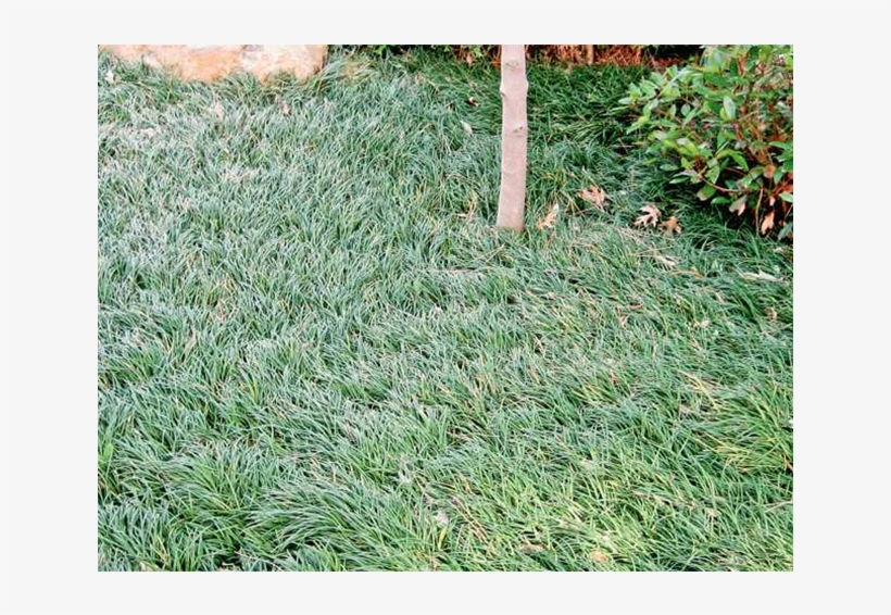 Mondo/monkey Grass - Mondo, transparent png #2977505