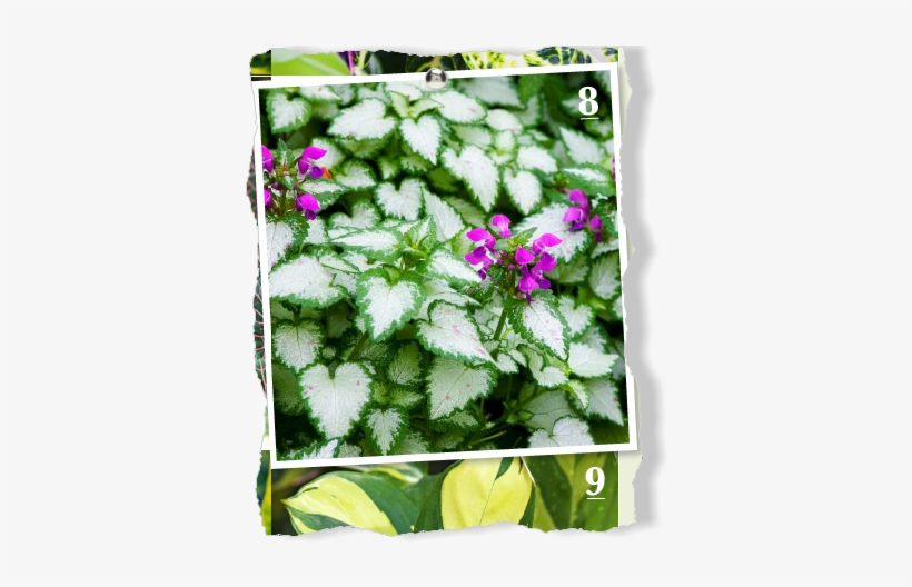 A Pretty Ground Cover, Latium Grows In Light Shade - Pacific Bleeding Heart, transparent png #2977532