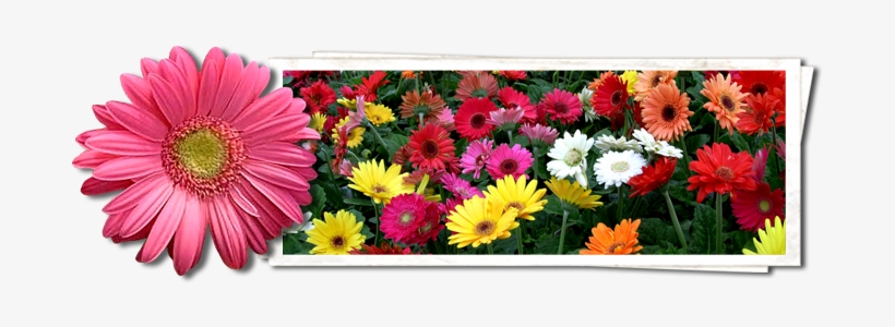 Color Spot Nurseries - Sacred Bamboo, transparent png #2977723