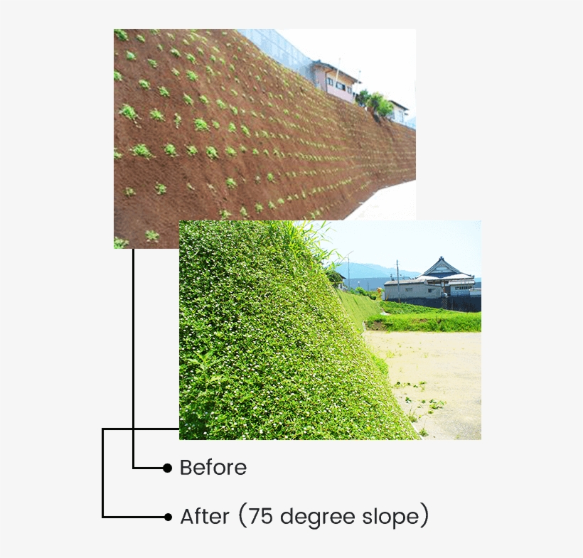 Kurapia Has An Extensive Root System, And Depending - House, transparent png #2977763