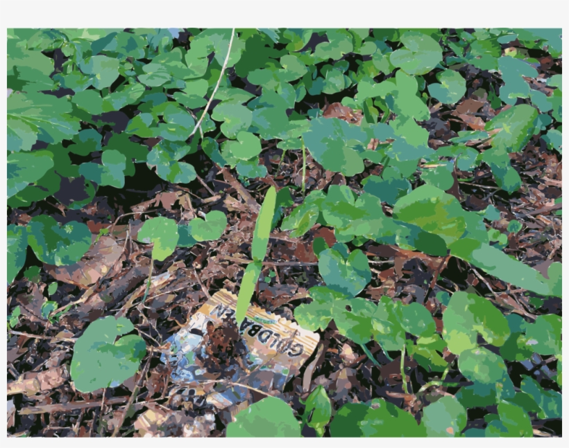 Leaf Lawn Groundcover - Vitis, transparent png #2977846