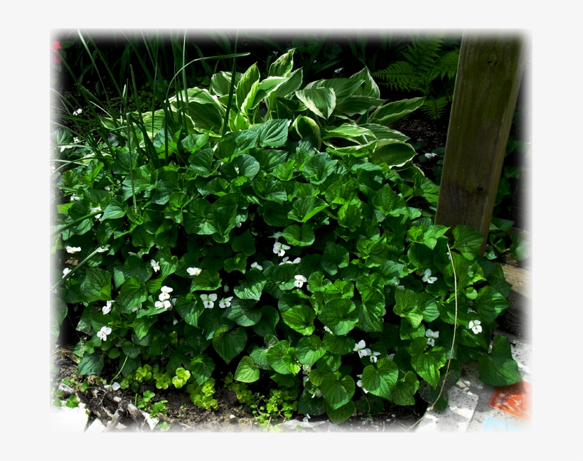 Viola Alba Plena - Viola Alba, transparent png #2978000