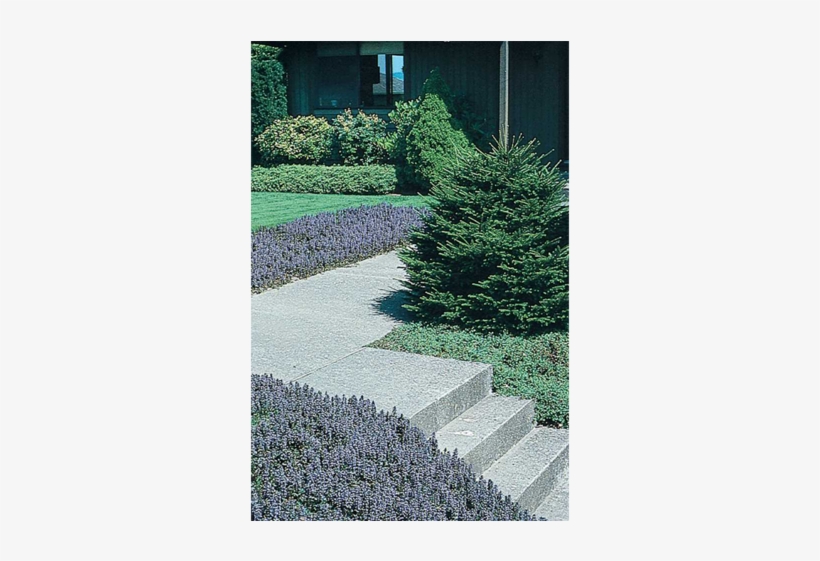 Ajuga - Bugleweed, transparent png #2978335