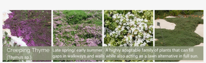 May Spread More Than Some Folks May Like - New York Aster, transparent png #2978360