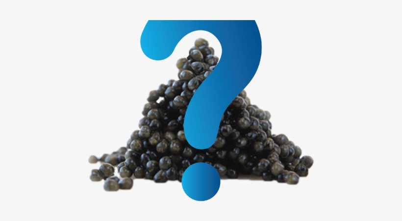 What Is Caviar - Black Caviar Png, transparent png #2979311