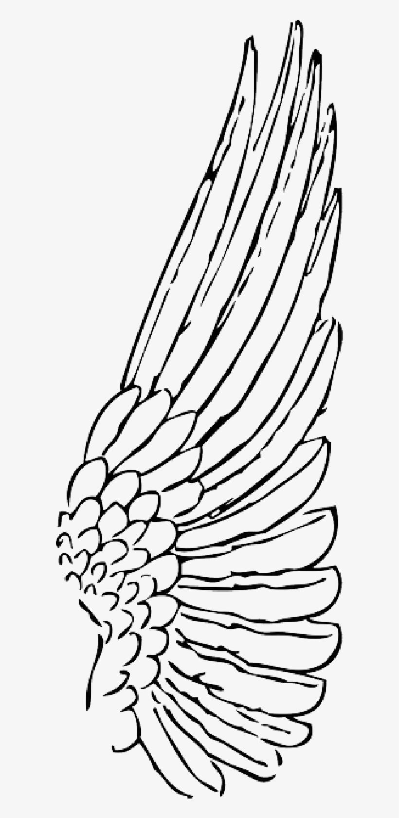 Wings Clipart Bird Wing - Wing Clipart, transparent png #2979381