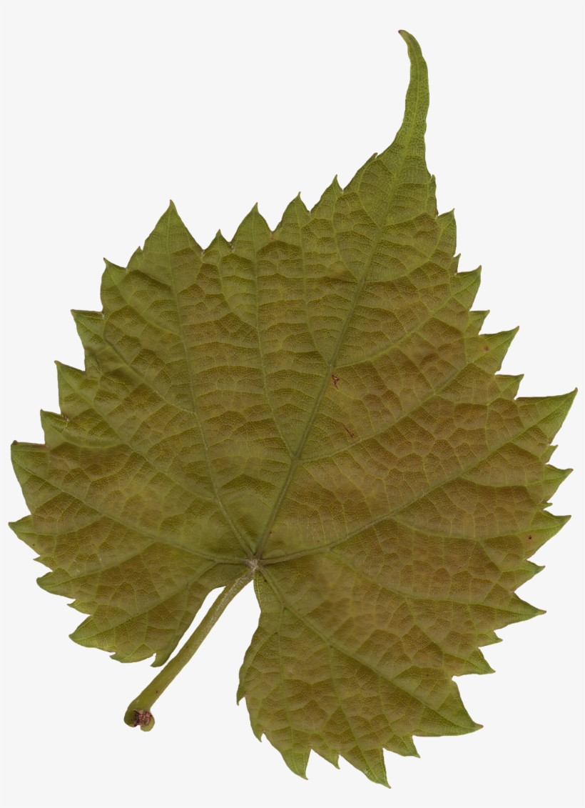 Leaf 03 - Leaf Texture Png, transparent png #2980518