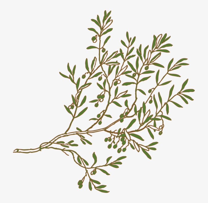 Mediterranean Clipart Olive Tree Branch - Olive Branch Clipart, transparent png #2982012