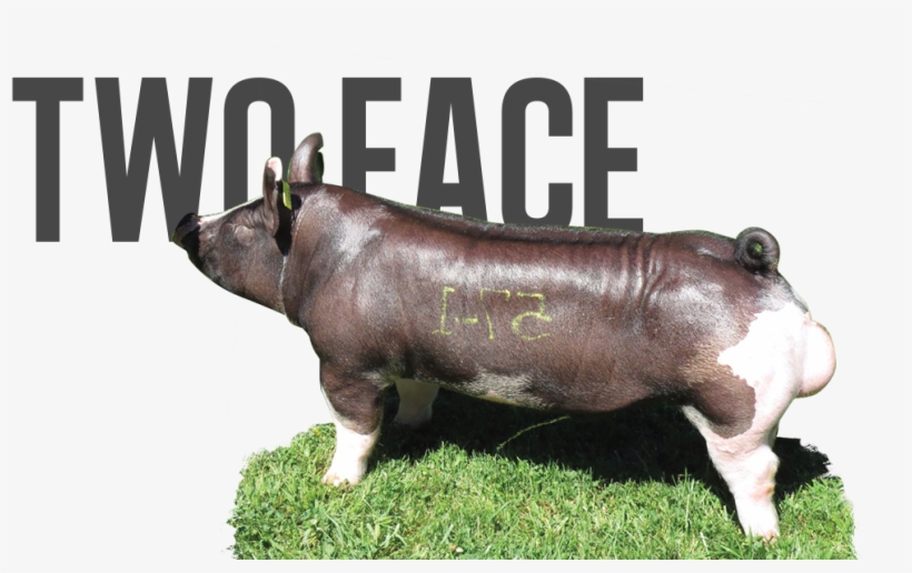 Kentucky Lovin' X Mad Dog - Drawing, transparent png #2982198