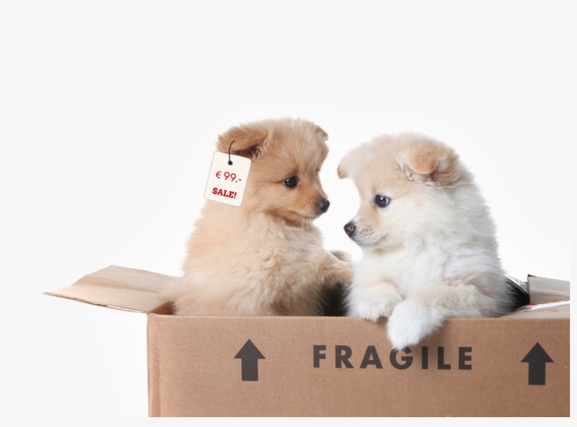 Four Paws Internationalcampaigns & Topicscompanion - Two Puppies In A Box, transparent png #2983018