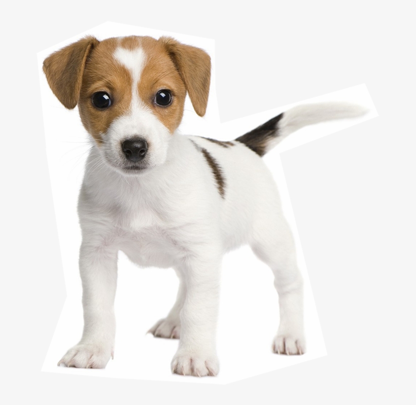 Leading Paws - Jack Russell Bull Terriers, transparent png #2983383