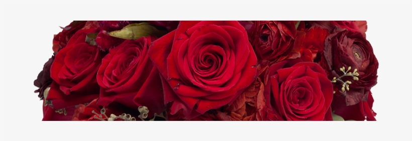 Cherry Pie - Garden Roses, transparent png #2983500