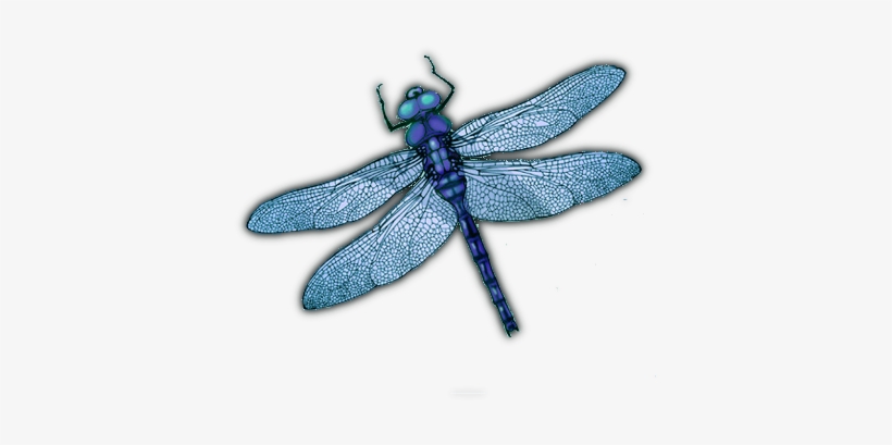 05 Feb 2009 - Blue Objects Png, transparent png #2983695