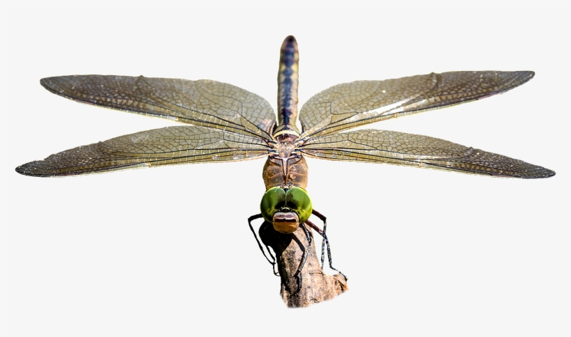 Dragonfly, Transparent, Insect, Bug - Photography, transparent png #2983962
