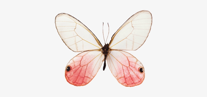 1000 Images About Png Series - Butterfly Transparent, transparent png #2984050