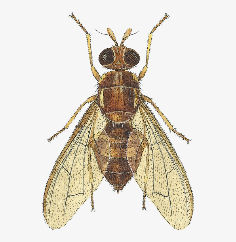 Fruit Flies, transparent png #2984055