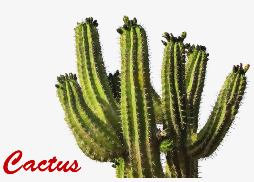 California License Plate 2010, transparent png #2984212