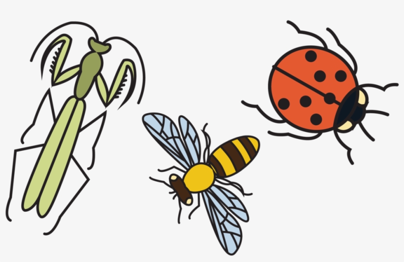 Good Bugs 2 - Net-winged Insects, transparent png #2984239