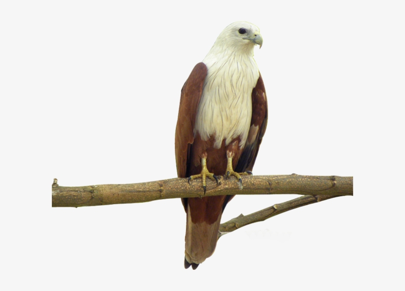 Eagle Bird Facts - Different Kinds Of Eagle, transparent png #2985951