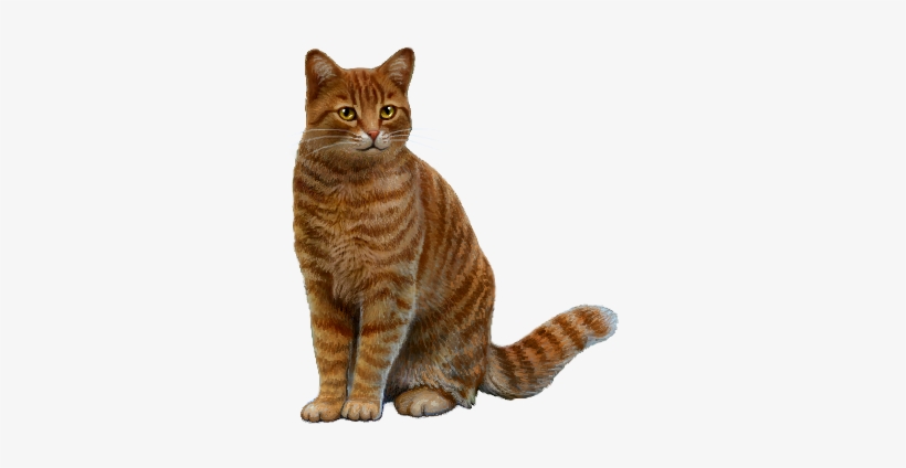 Here Is The Red Tabby - Arabian Mau, transparent png #2986363