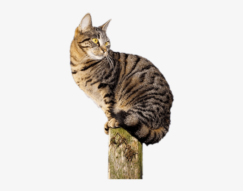 Cat Acrobat Sticker - Cat, transparent png #2986455