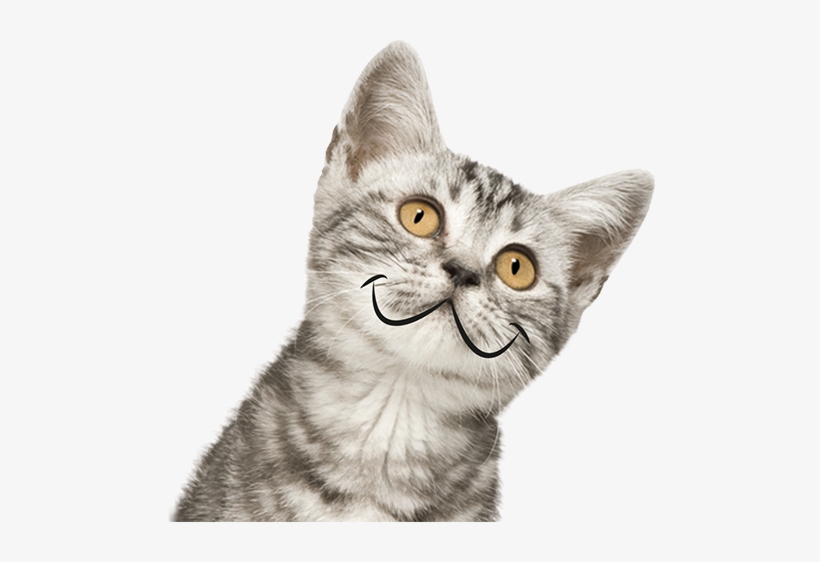 Shopping For Your Cat - Siberian Cat, transparent png #2986638