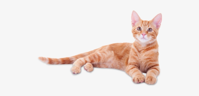 Felines In New York, Ny - Cat In Graduation Cap, transparent png #2986770