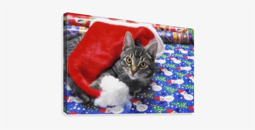 Grey Tabby Cat With Santa Claus Hat Lying On Christmas - Grey Tabby Cat Christmas, transparent png #2986834