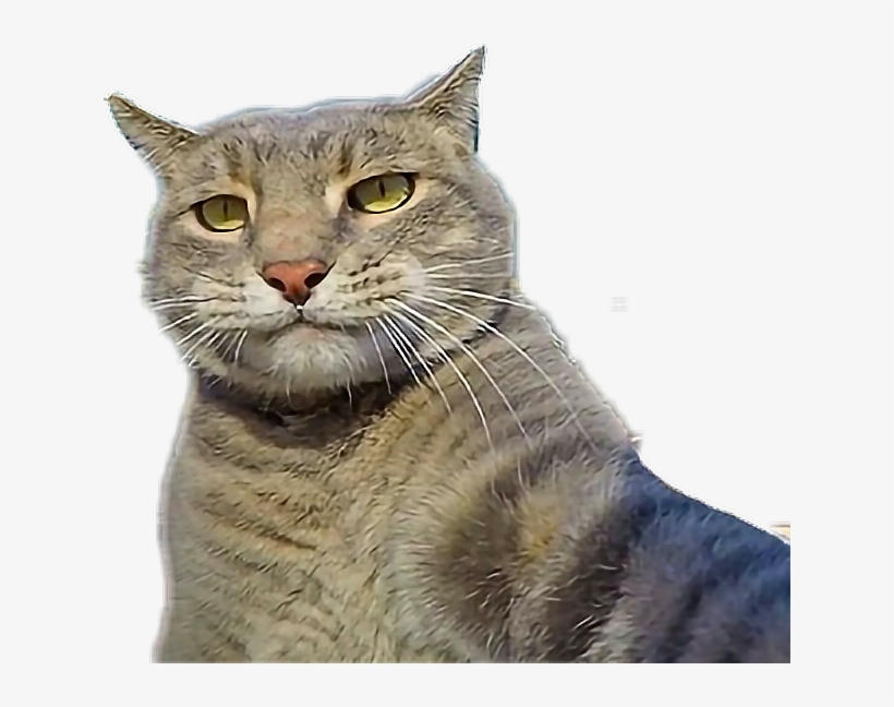 Cat Selfie Sticker, transparent png #2986917