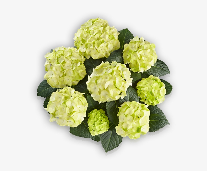 Caipirinha - Hydrangea Caipirinha, transparent png #2987586