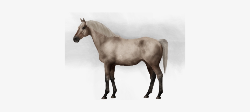 Taken On Mon Feb 13, 2017 - Horse, transparent png #2988336