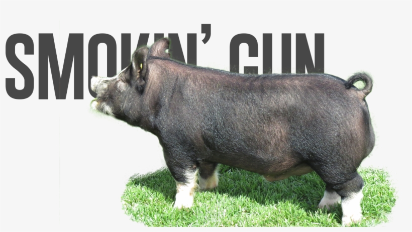 Smokin' Gun - Safari, transparent png #2990098