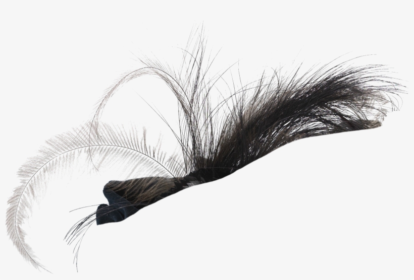 Mr Whiskers Steamhats Feathers Bonus - White Pine, transparent png #2991179