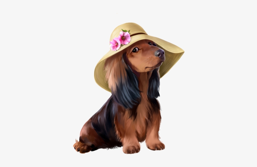 Daschund-hat - Dog, transparent png #2991358