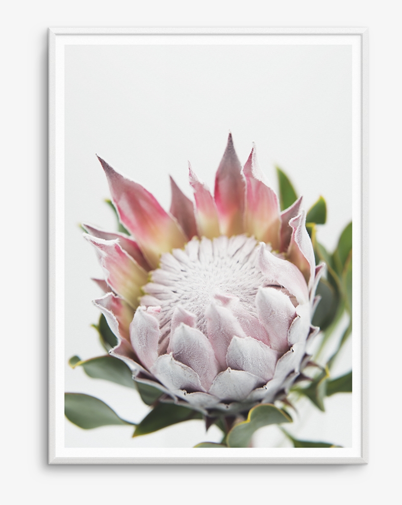 Blushing Protea, transparent png #2991498