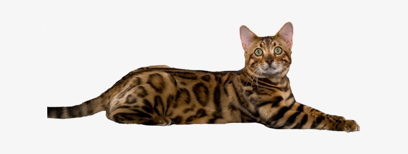 ~brown Charcoal Spotted Bengal Cat~ - Serengeti Cat Png Transparent, transparent png #2994025