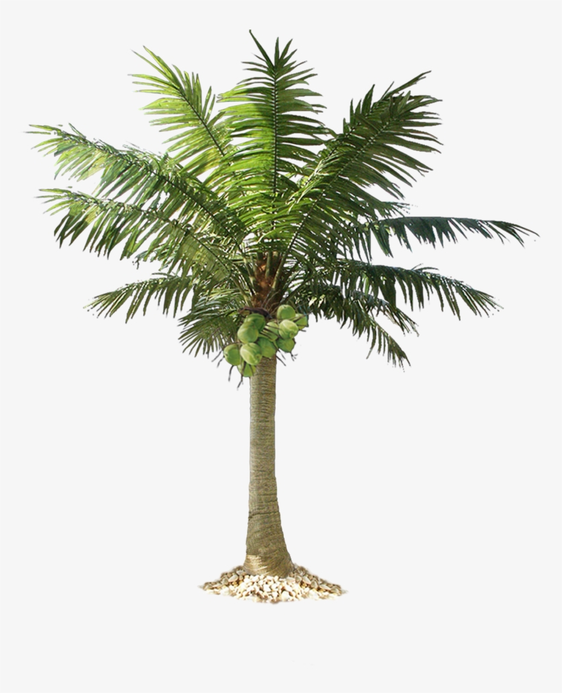 Jungle Tree Png Pic - Cut Out Palm Trees, transparent png #30132