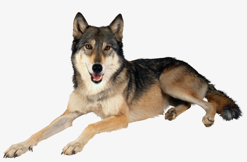 Download - Wolf Png, transparent png #30154