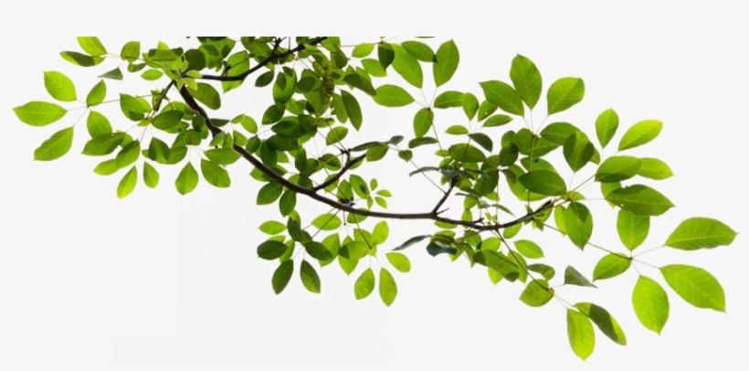 Tree Branch Transparent Png - Tree Branch Transparent Background, transparent png #30367