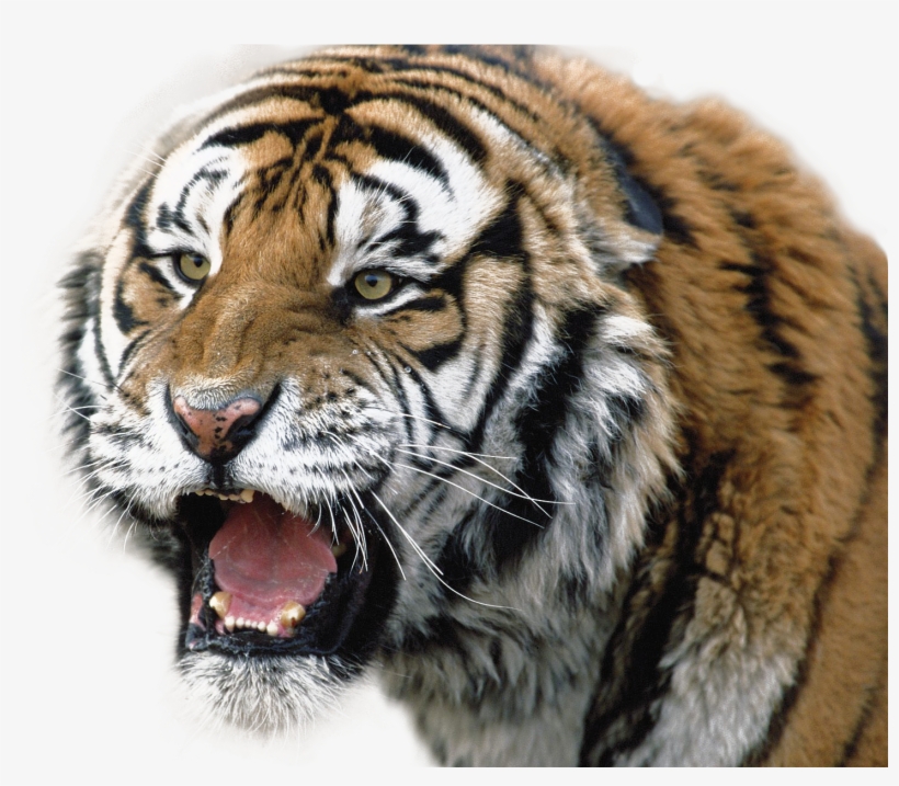 Tiger Png - White Backround Tiger New Hd, transparent png #30416