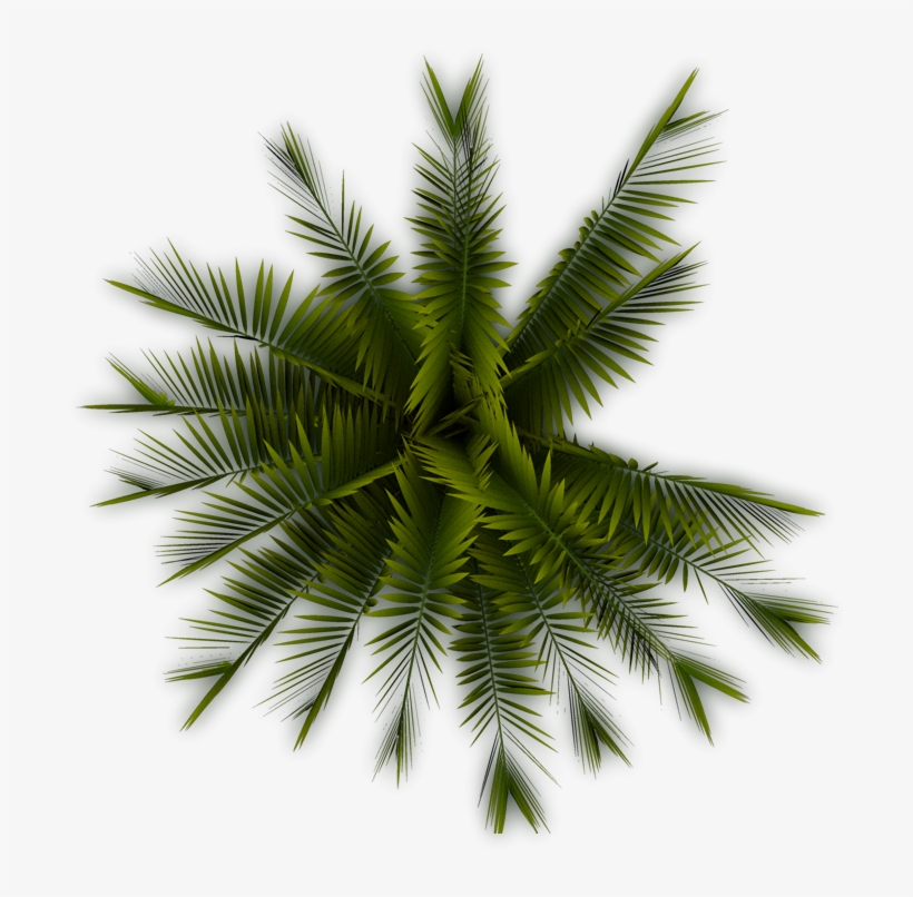 Palm - Palm Tree Top View Png, transparent png #30534