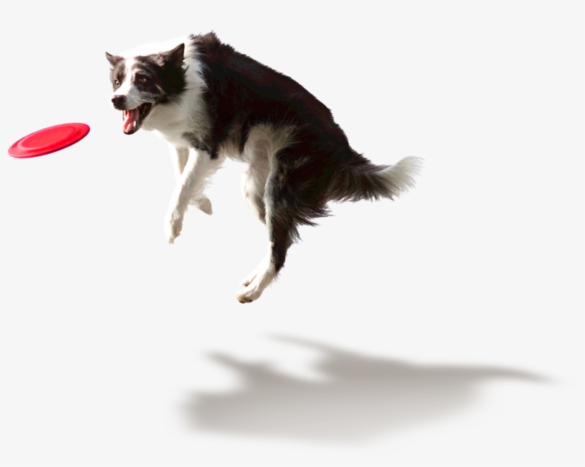 Jumping Dog Png - Smells Like Updog, transparent png #30653