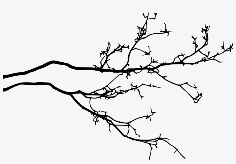 Tree Silhouette Transparent - Branch, transparent png #30769