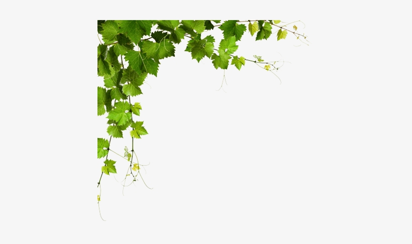 A Common Mistake That People Make When Trying To Design - Leaf Corner Transparent, transparent png #30869