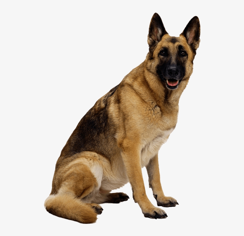 German Shepherd Dog - German Shepherd Dog Png, transparent png #31067