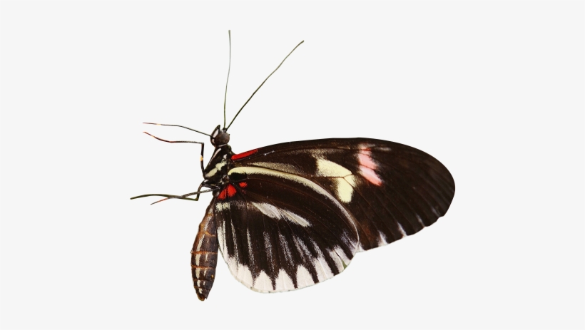 Butterfly Png Transparent Image - Se Alimentan Las Mariposas, transparent png #31124