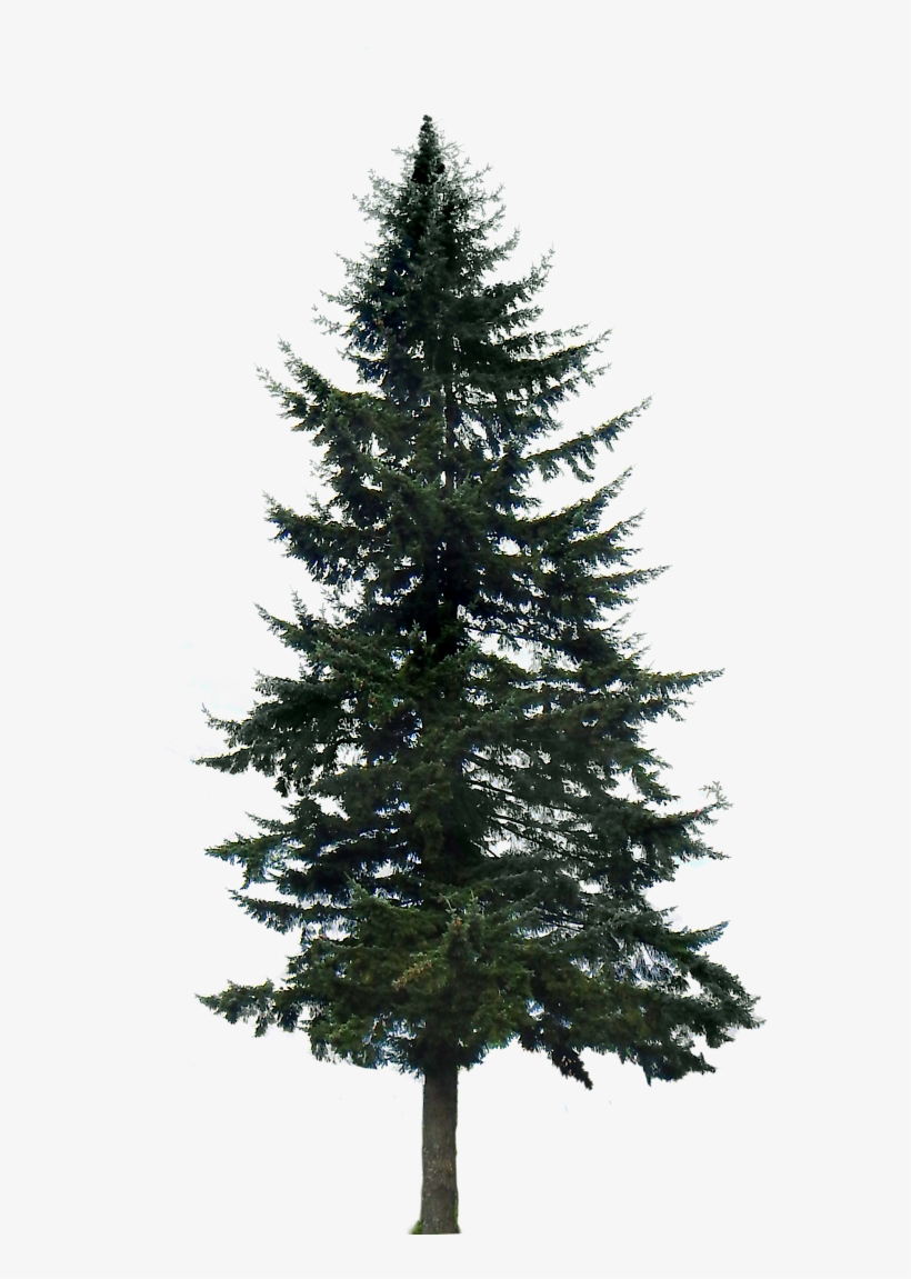 Pine Tree Png Image - Pine Trees Transparent Background - Free