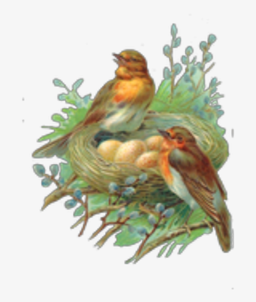 Ftestickers Birds Robins Nest Watercolor, transparent png #31278