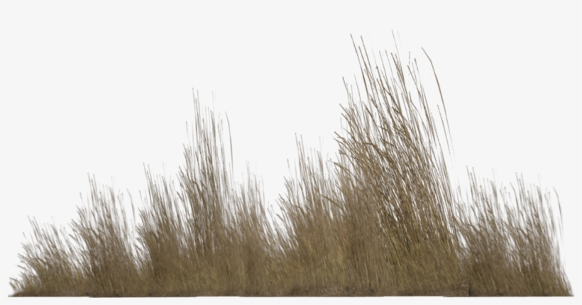 Free Icons Png - Transparent Tall Grass Png, transparent png #31405